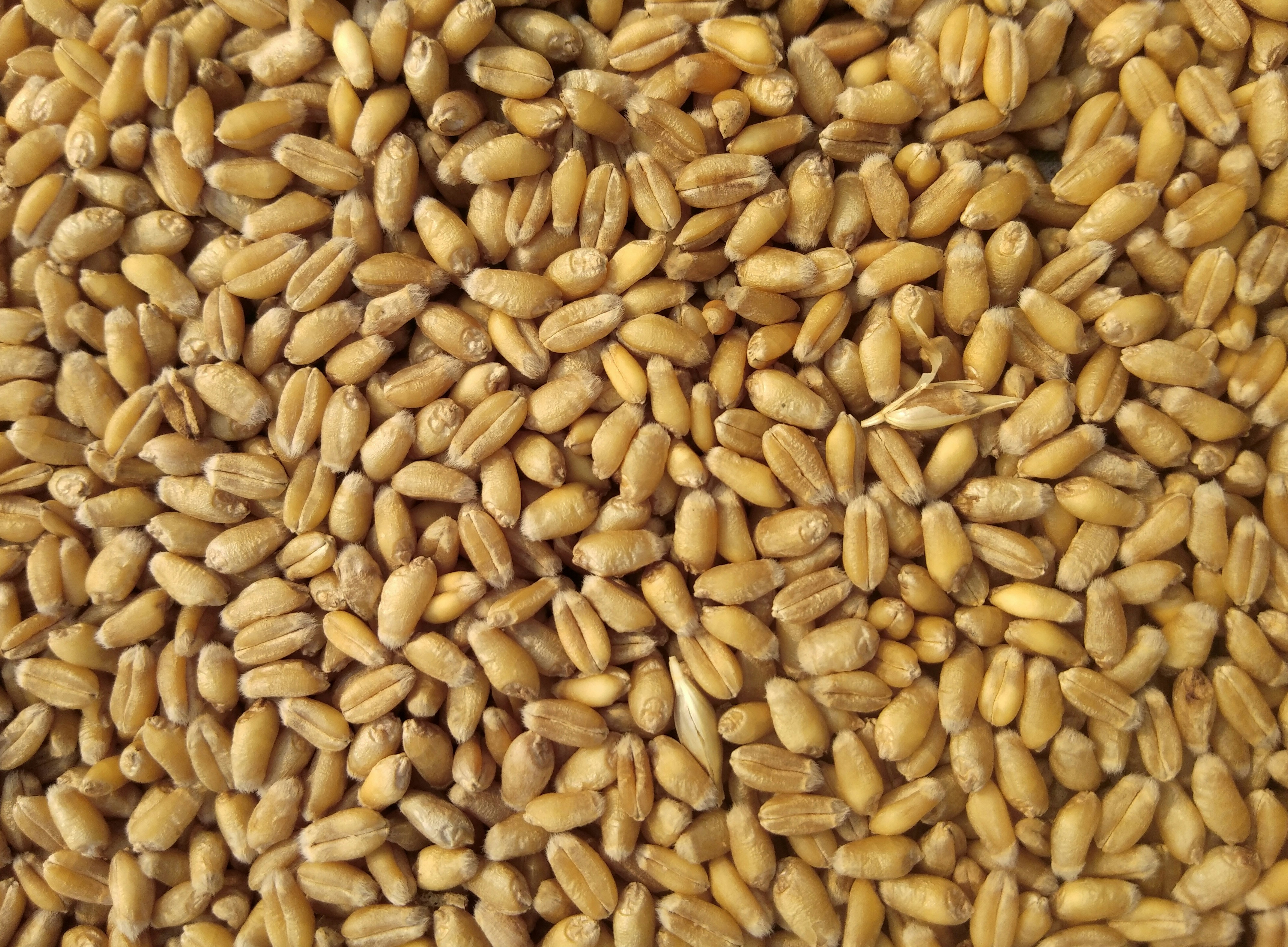 Golden wheat crop in sunlit field, agricultural photograph